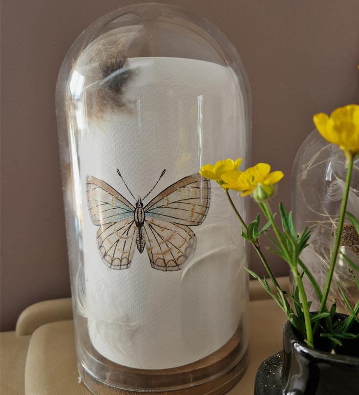 aquarelle d'un papillon sous cloche avec petit bouquet de Renoncule bulbeuse